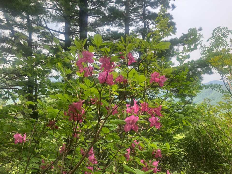 ムラサキヤシオツツジ
鮮やかなピンクに癒されます😊
間もなく山頂❗️ひと踏ん張り✊