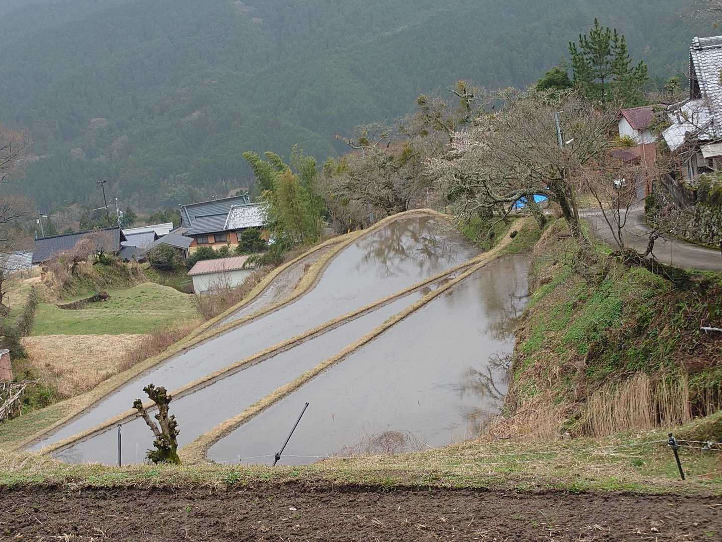 天気が良く桜が咲いていたら綺麗だと思うよ