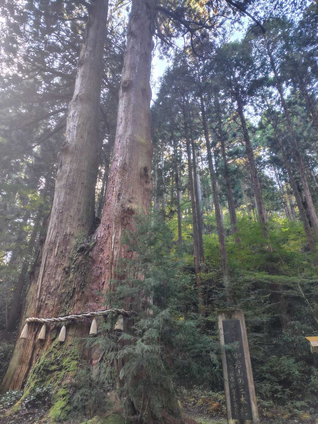 推定樹齢600年と言われる御神木、幹の途中で3本に分かれている三本杉