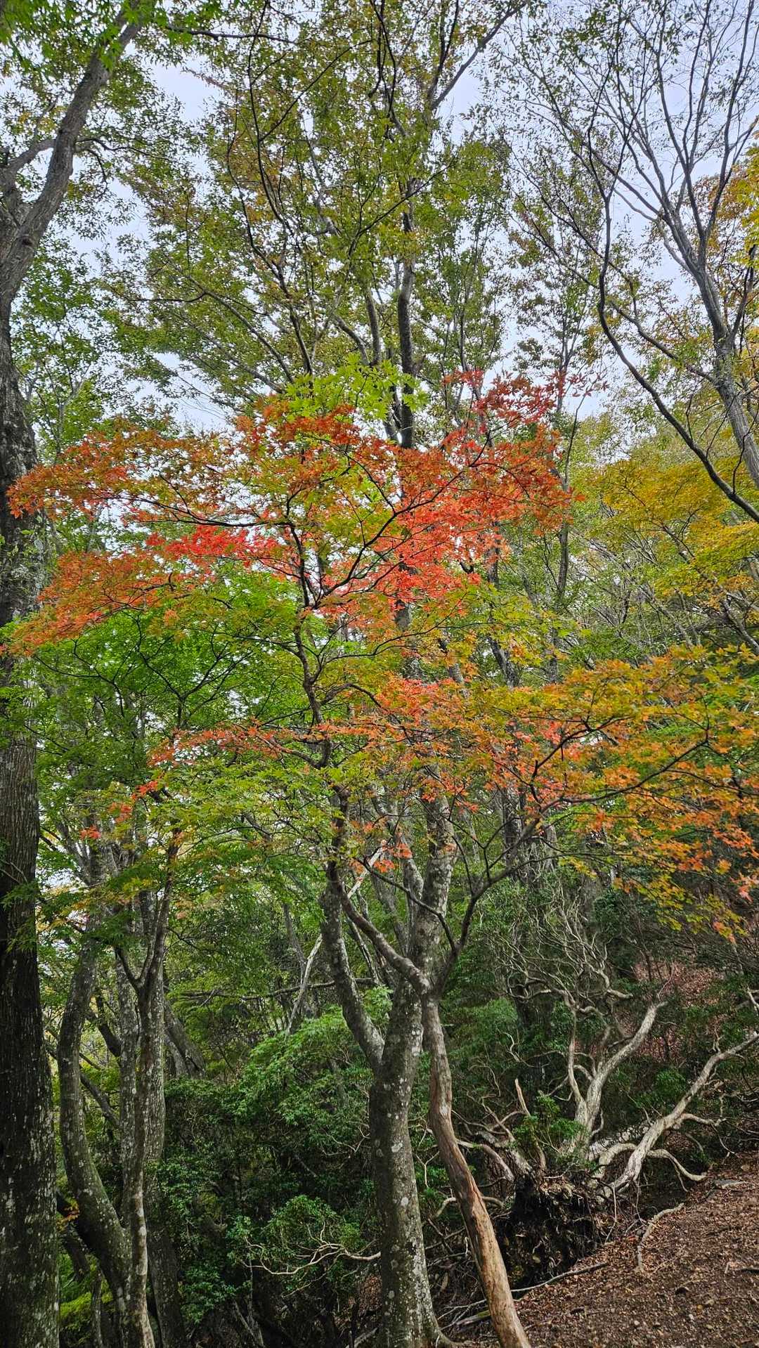 🍁休み