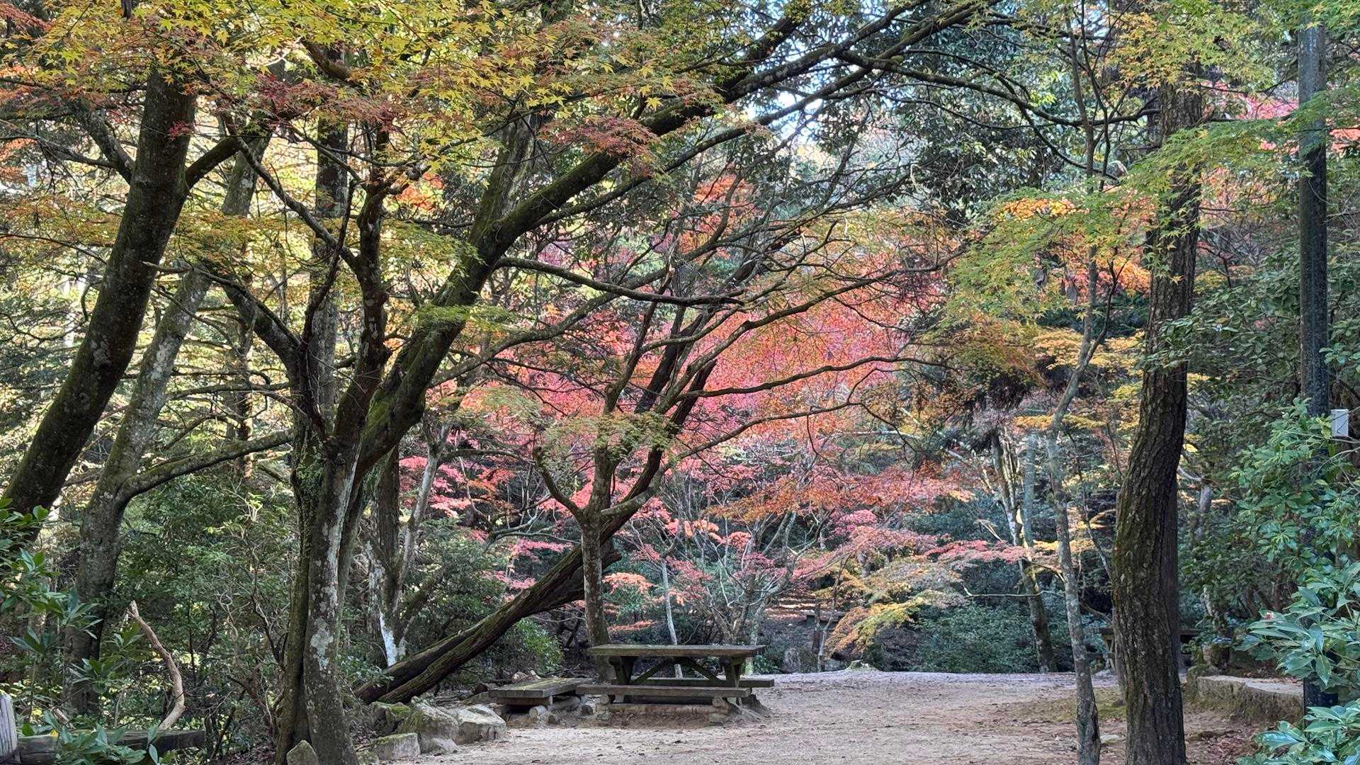 弥山登山道入口-紅葉谷橋-弥山 周回コースの写真