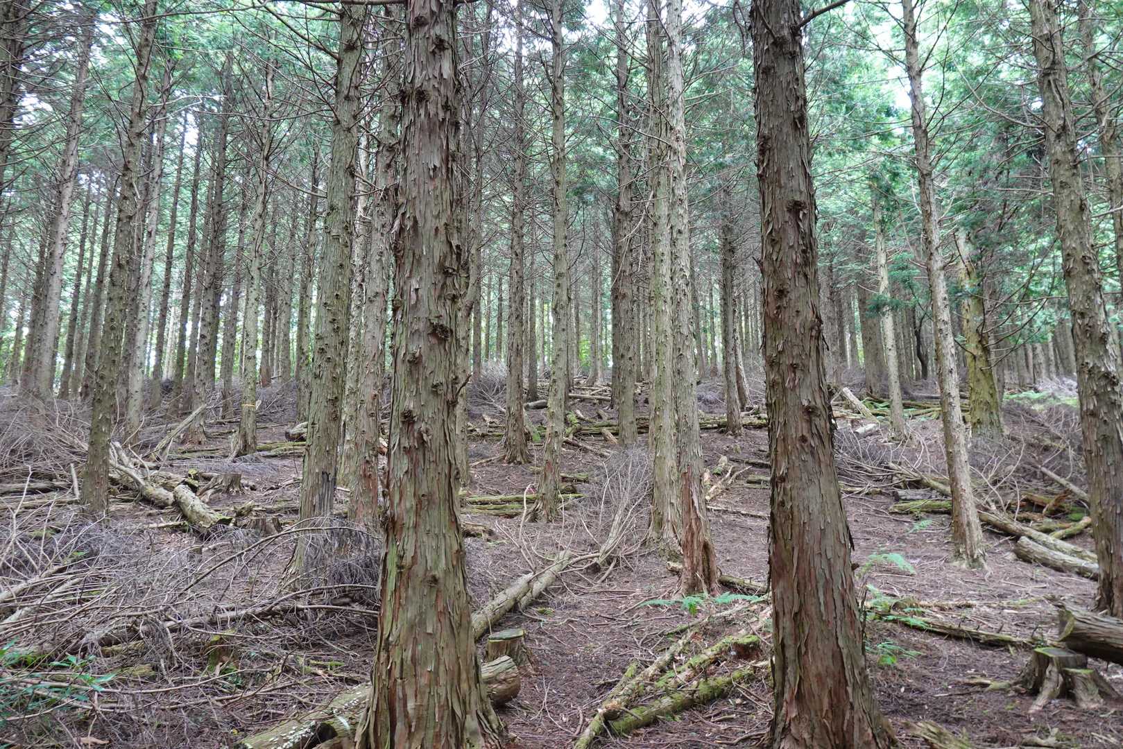 倒木だらけでとにかく上へ上へと行きました。。
