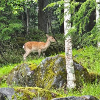 鹿🦌に出会いました～🎶草を食べていて目が合いましたが、逃げませんでした～