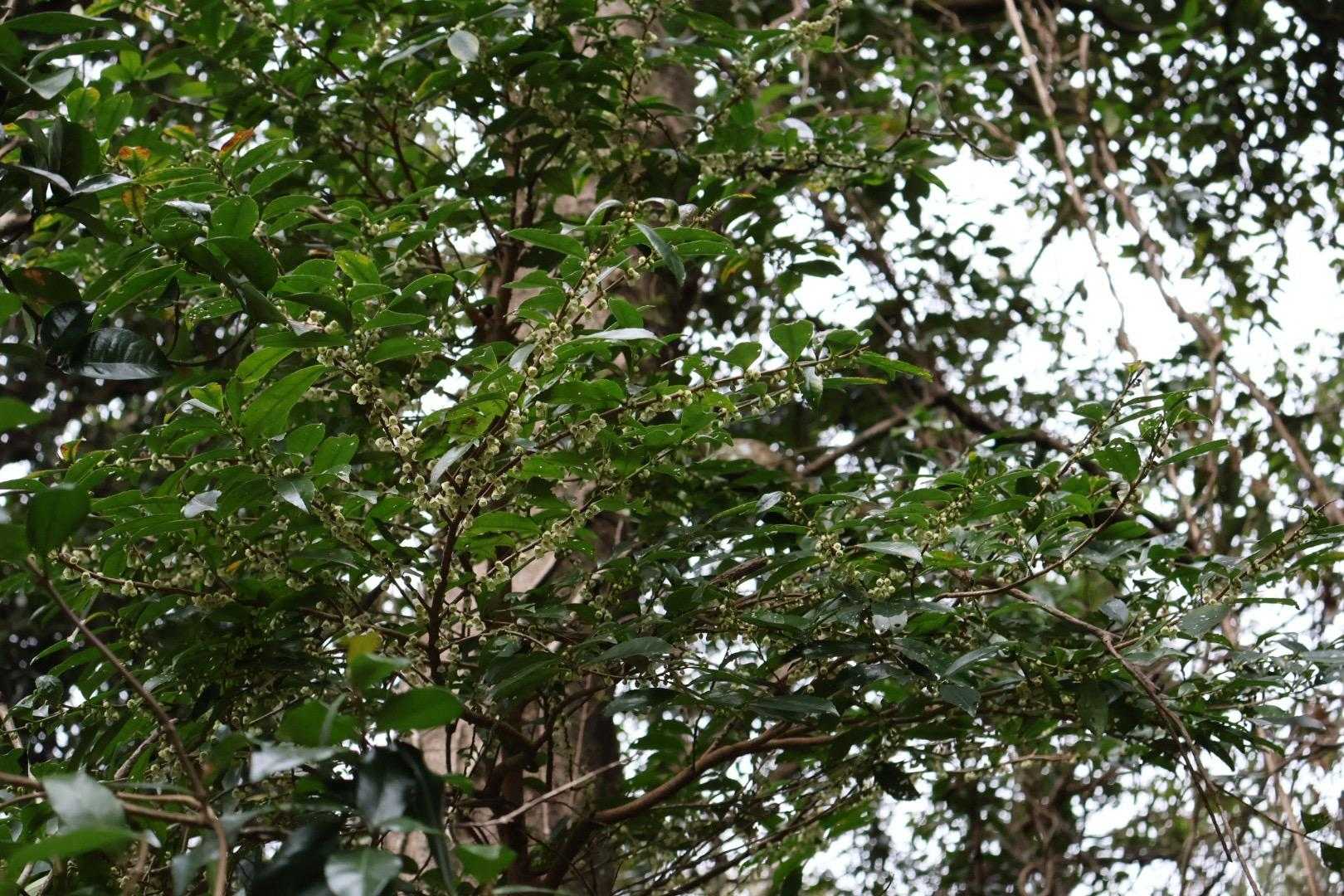 ↗️分かりづらいでしょうけど、ヒサカキの花がたくさん咲いていました‼️😳