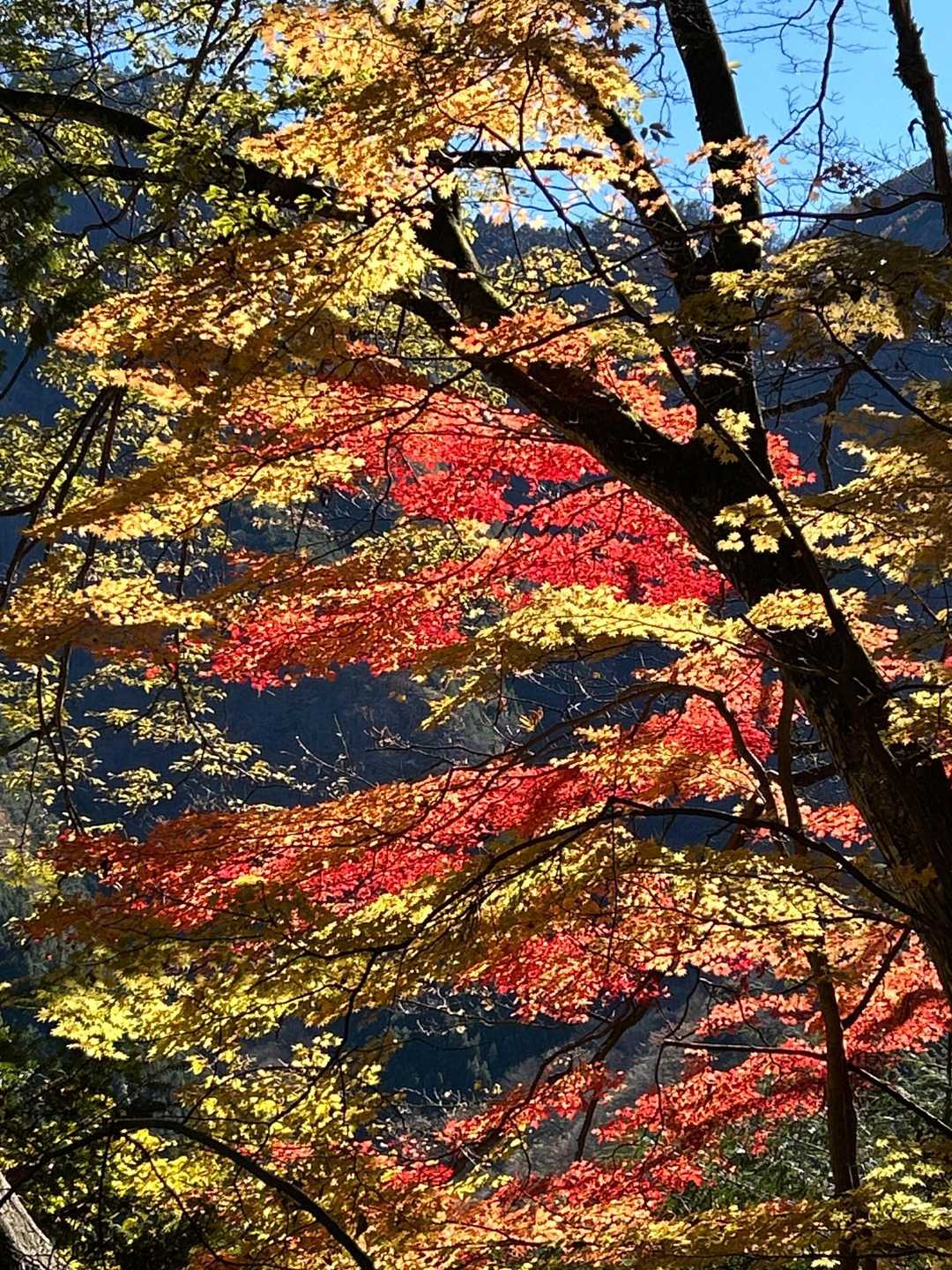 三峯神社 周回コースの写真