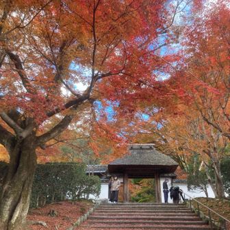 安楽寺の茅葺き門　