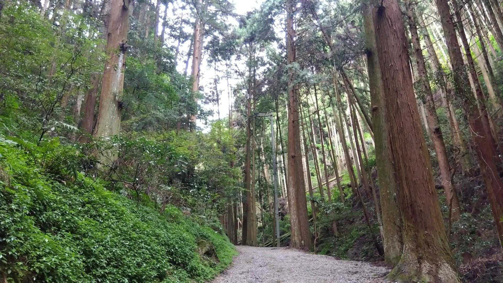 八ヶ丸山 往復コースの写真