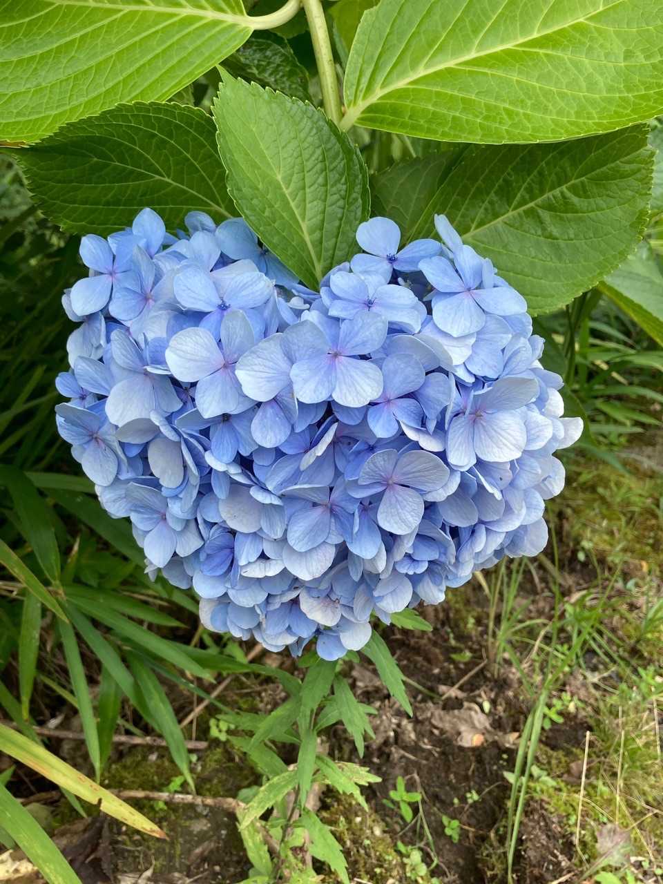 💖型の紫陽花
可愛いです😍