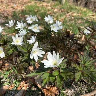 キクザキイチゲ☺️可愛い