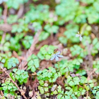冷水山・百前森山・果無山 会いたかったよ