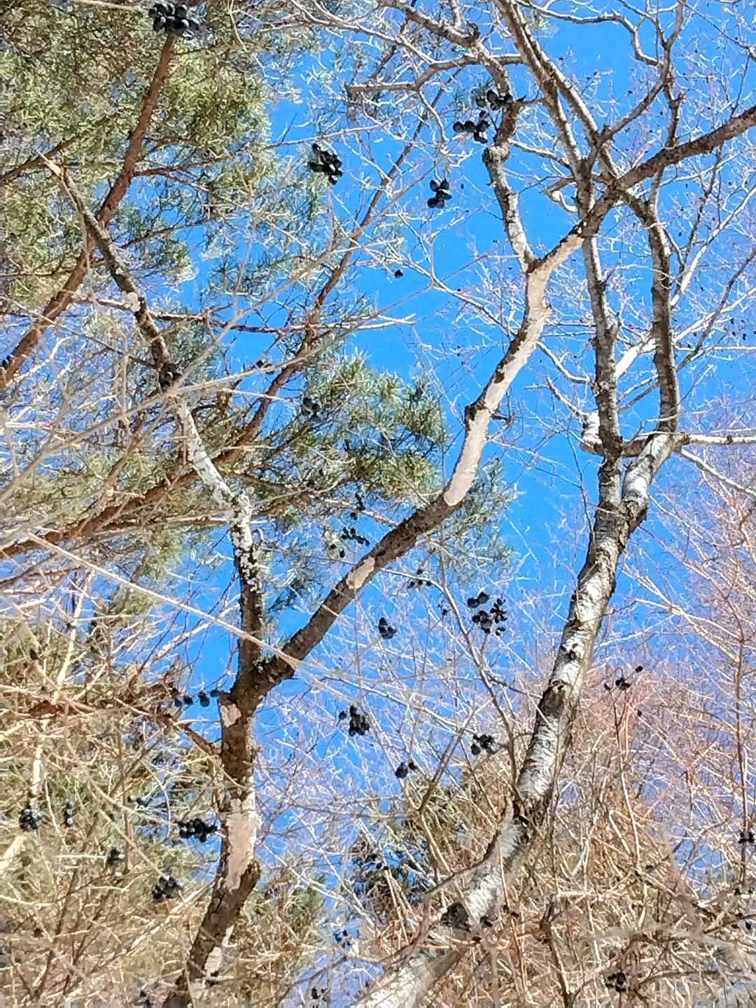 🌸イボタノキの実？