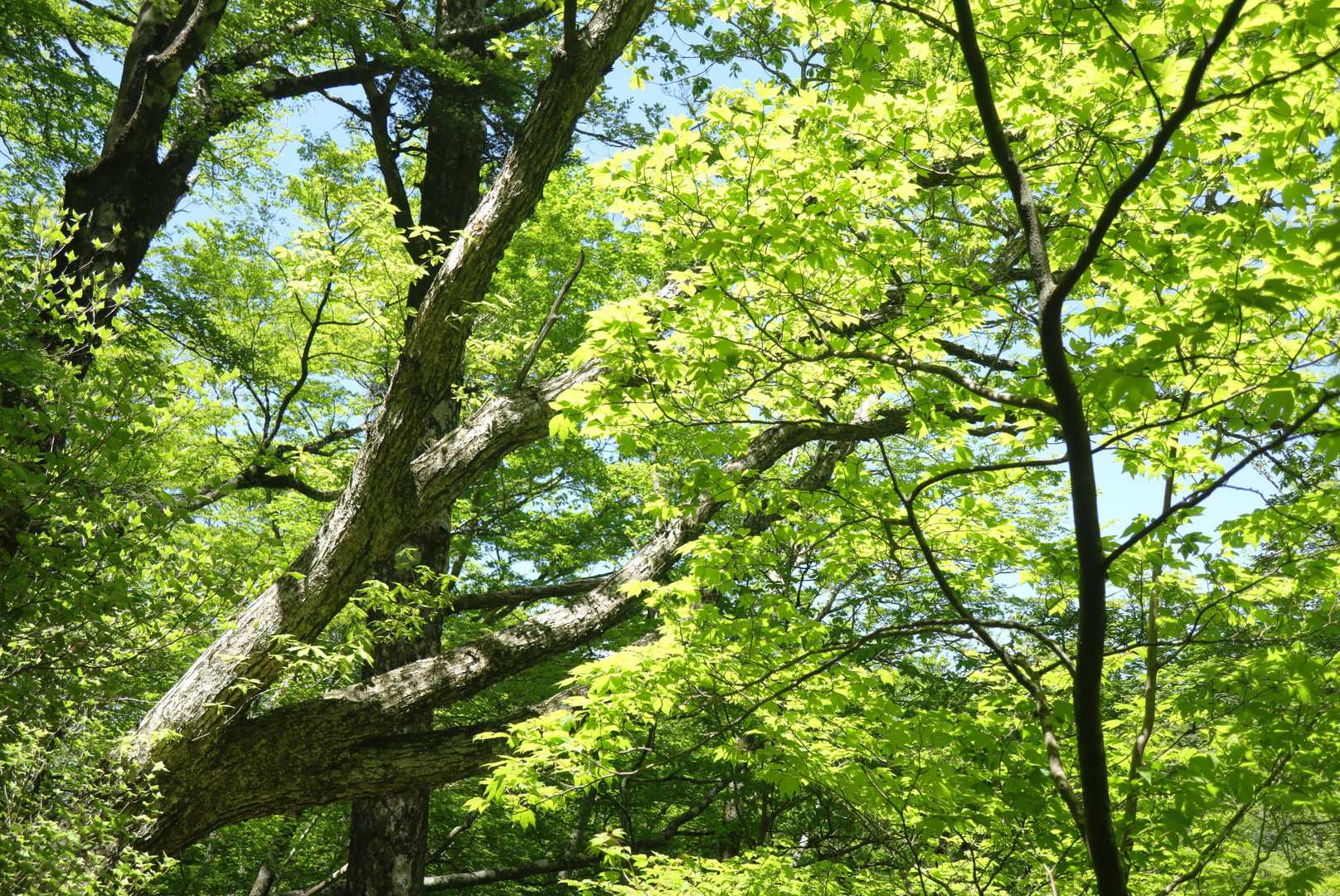 西門山-稲叢山 周回コースの写真