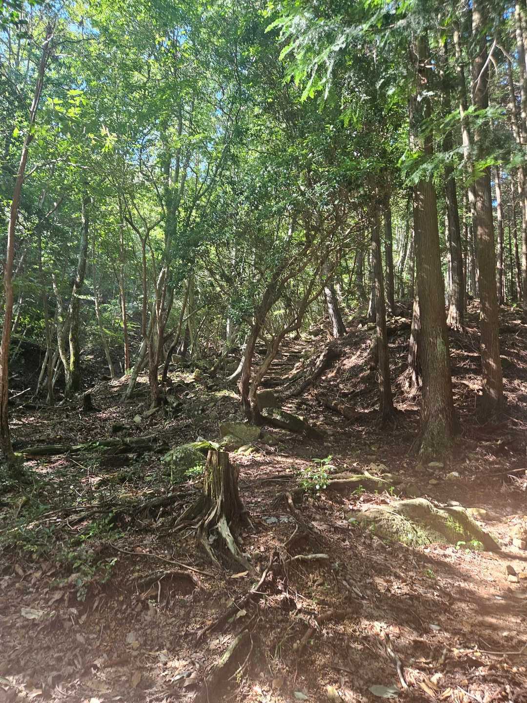 木陰ばかりで助かる