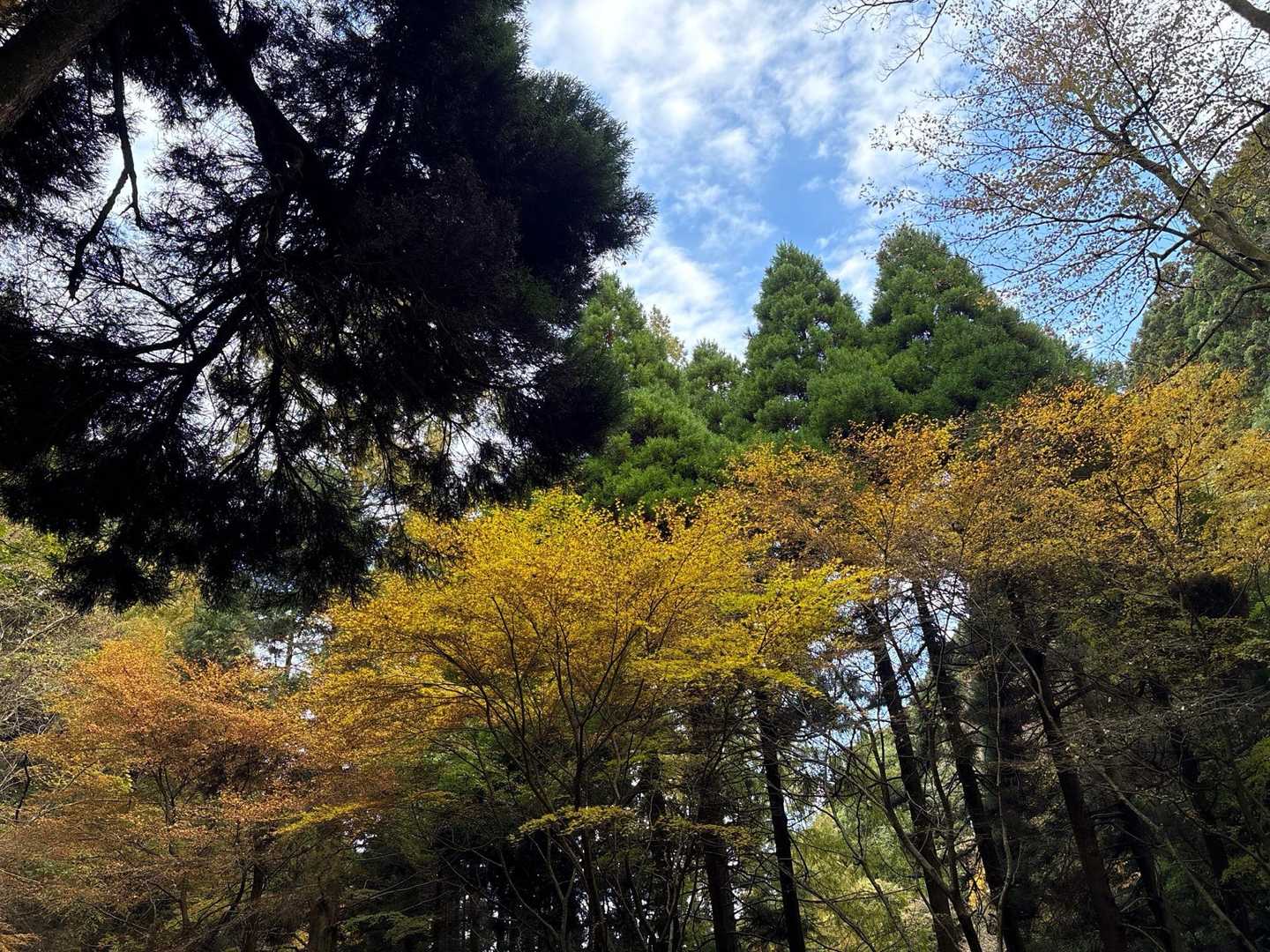 所々、黄色に色づいて🥰