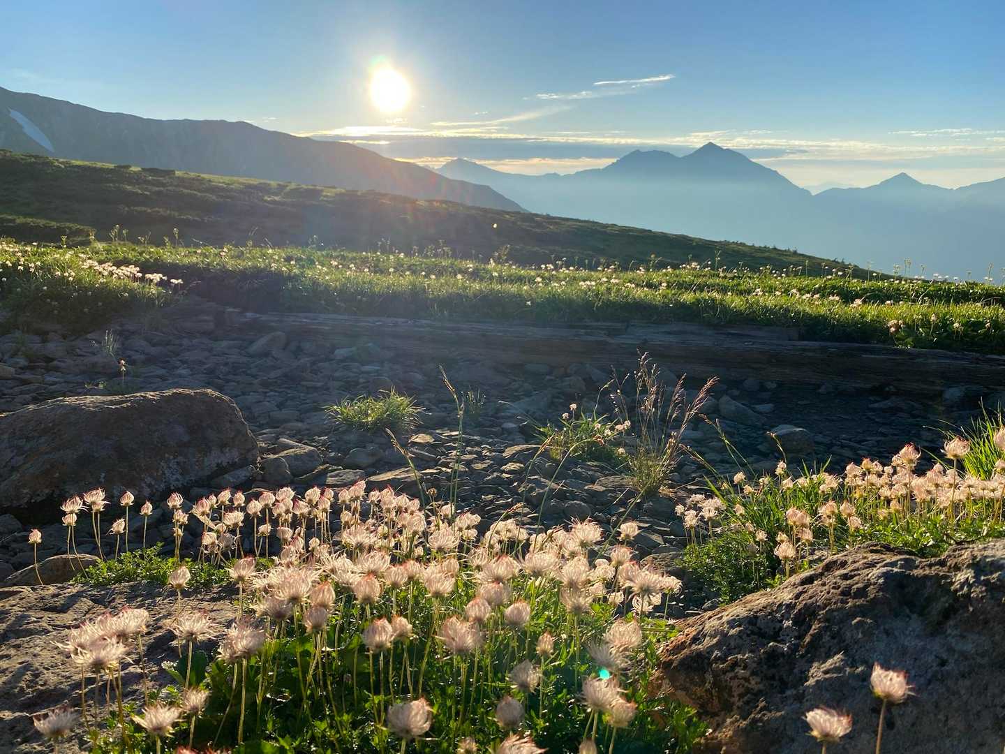 いい天気☀️
綿毛がキラキラしてます✨