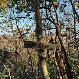 なんの眺望もありません　木の枝を見に来ただけ