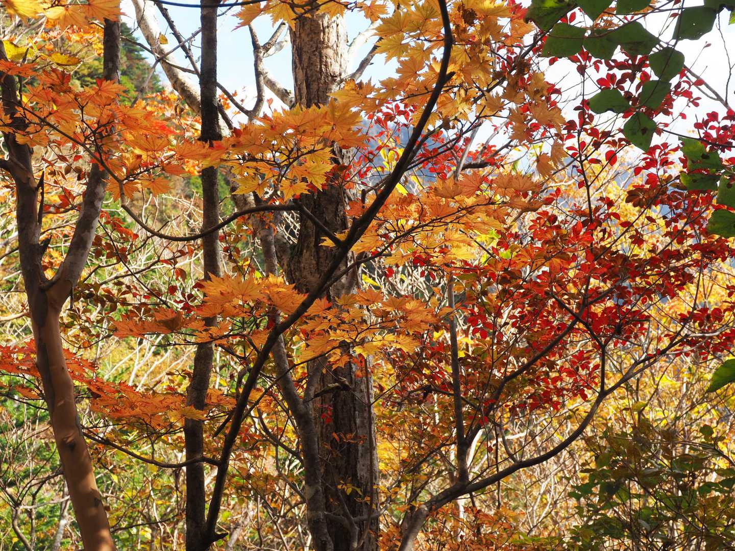🍁🍁