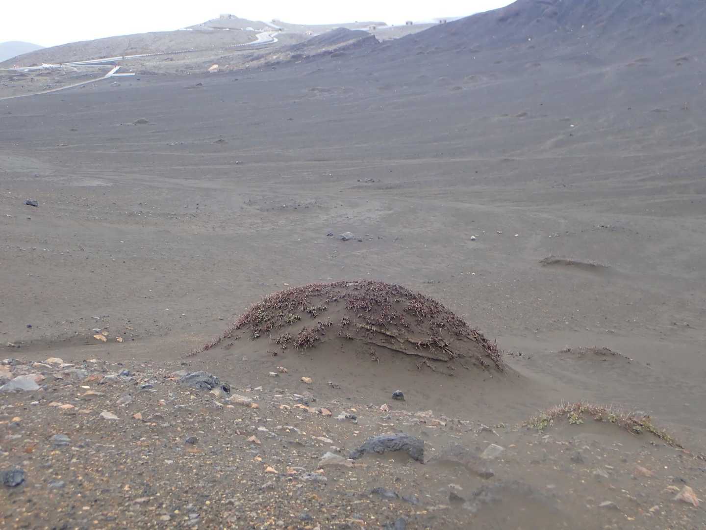 火山荒原にポコっと、これもイタドリ塚になるのかな