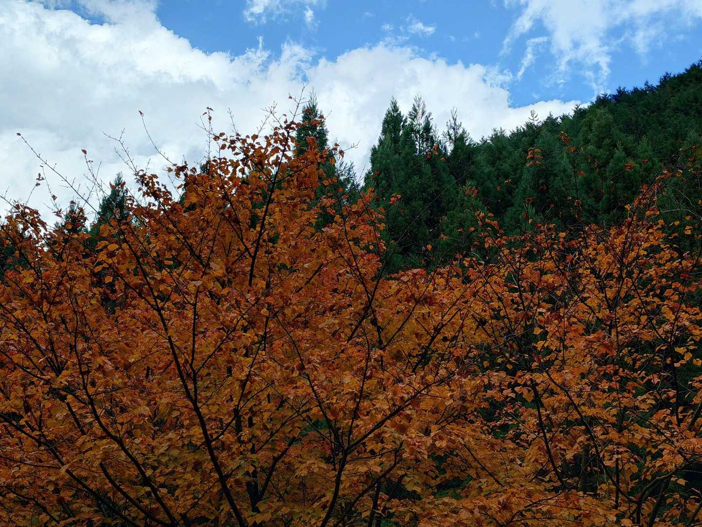 三ノ塔-烏尾山-行者ヶ岳-戸沢の出合登山口-大倉バス停 縦走コースの写真