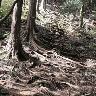 堂所山の登り！杉根っこがすごい。