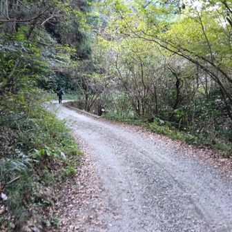 日影沢林道