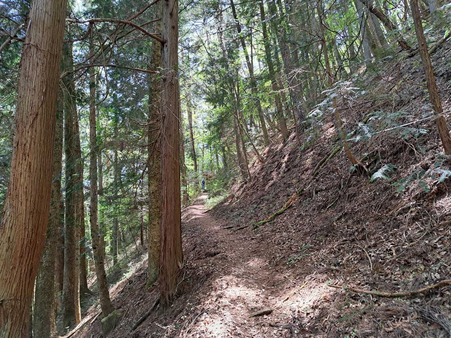 緩やかな登山道