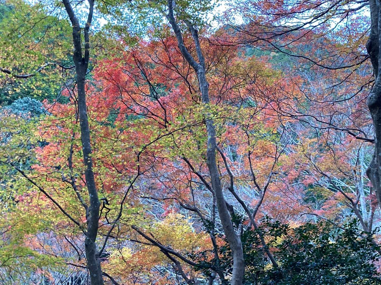 鷹峯源光庵前バス停-上ノ水峠-仏栗峠-槙ノ尾バス停-清滝バ 縦走コースの写真