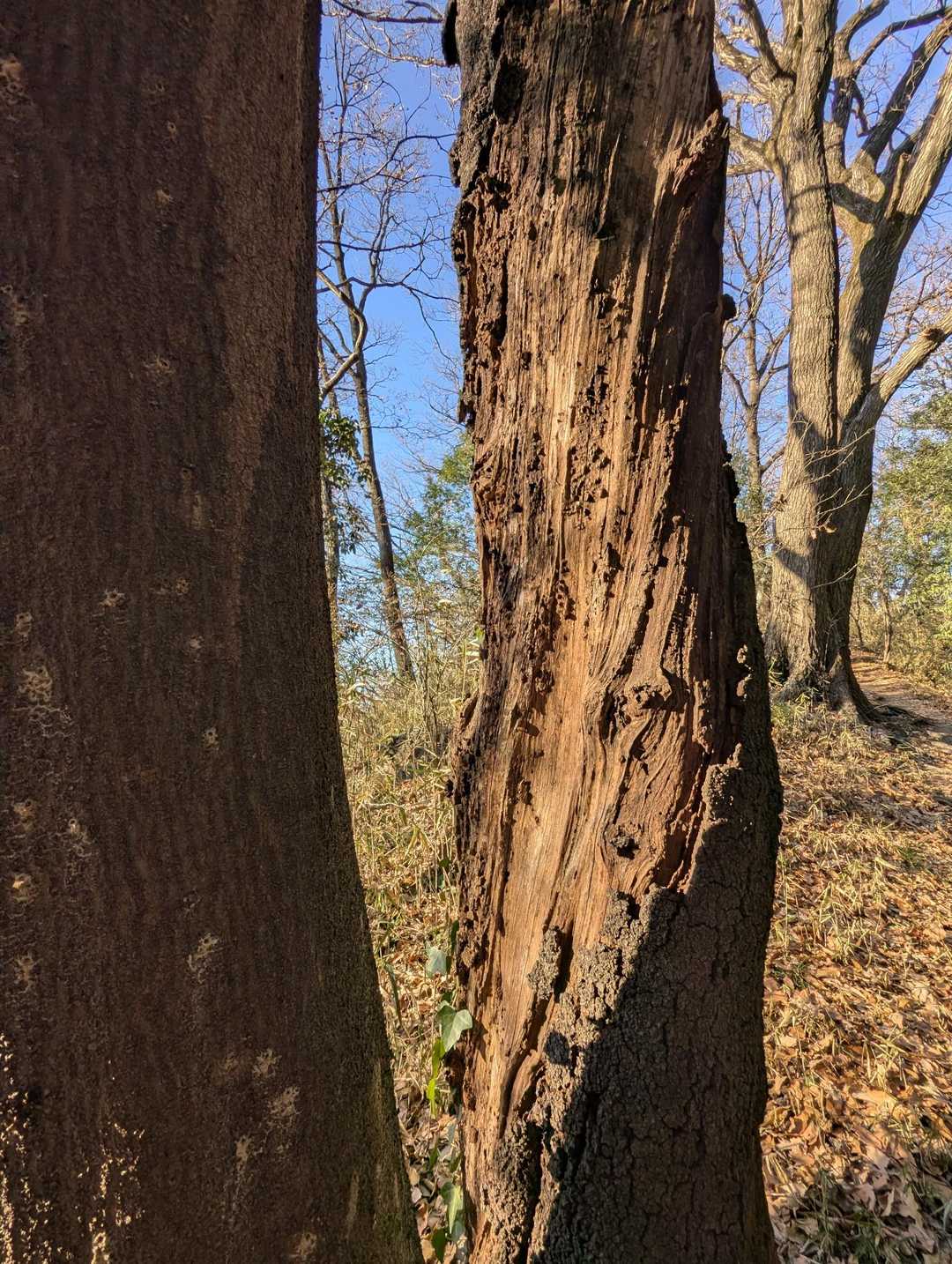 落葉広葉樹林は西陽に照らされて暖かい。様々な樹木が立ち並ぶ登山道は、起伏が緩やかで歩きやすく自然と鼻歌が漏れ出してきた😄♪