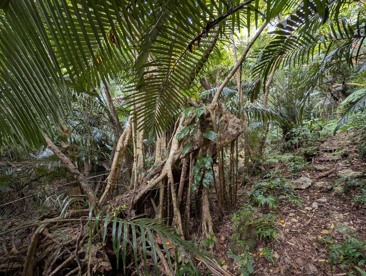 ガジュマル❓️
ガジュマル園でしか見たことなかったが、登山道に普通に生えている😱