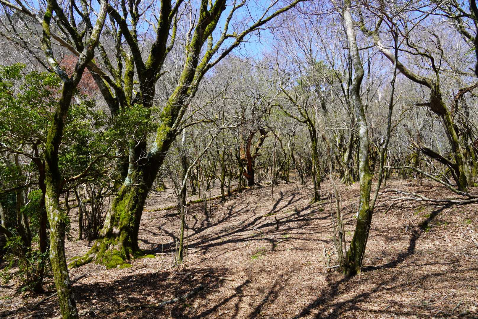 鋸山-七々木山 往復コースの写真