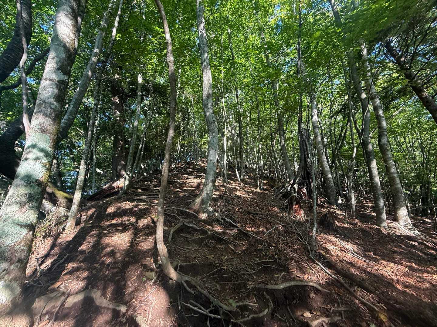 しばらく歩きやすい、尾根が続きます
このコースで安らぐ箇所
吹き抜ける風が心地よかったです