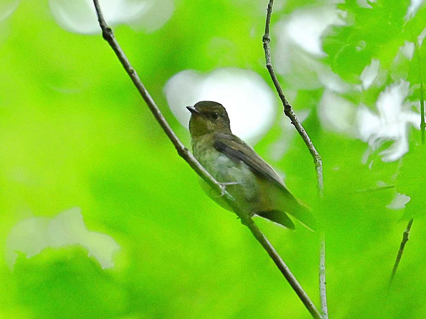 キビタキ♀？