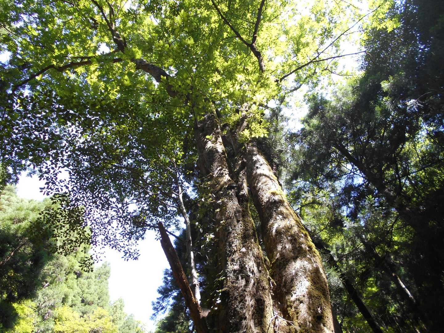 植松山 周回コースの写真