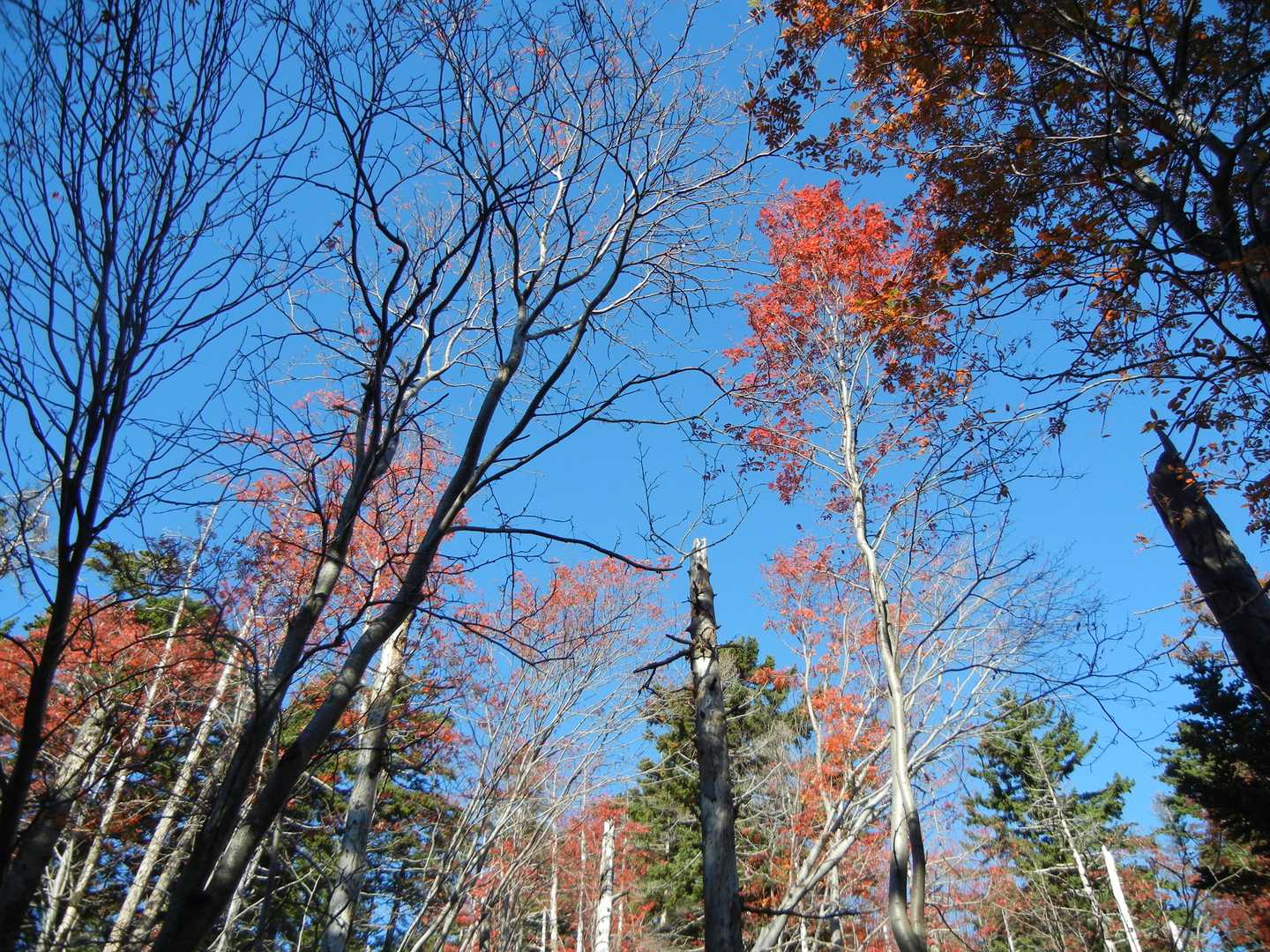 青空は紅葉の美しさを引き立たせます🎵