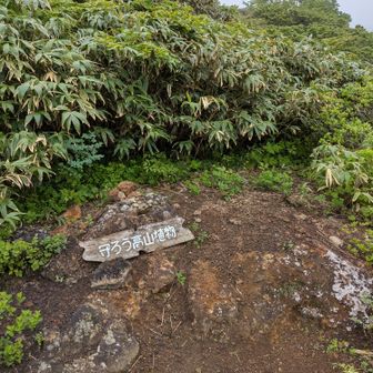 守ろう高山植物！