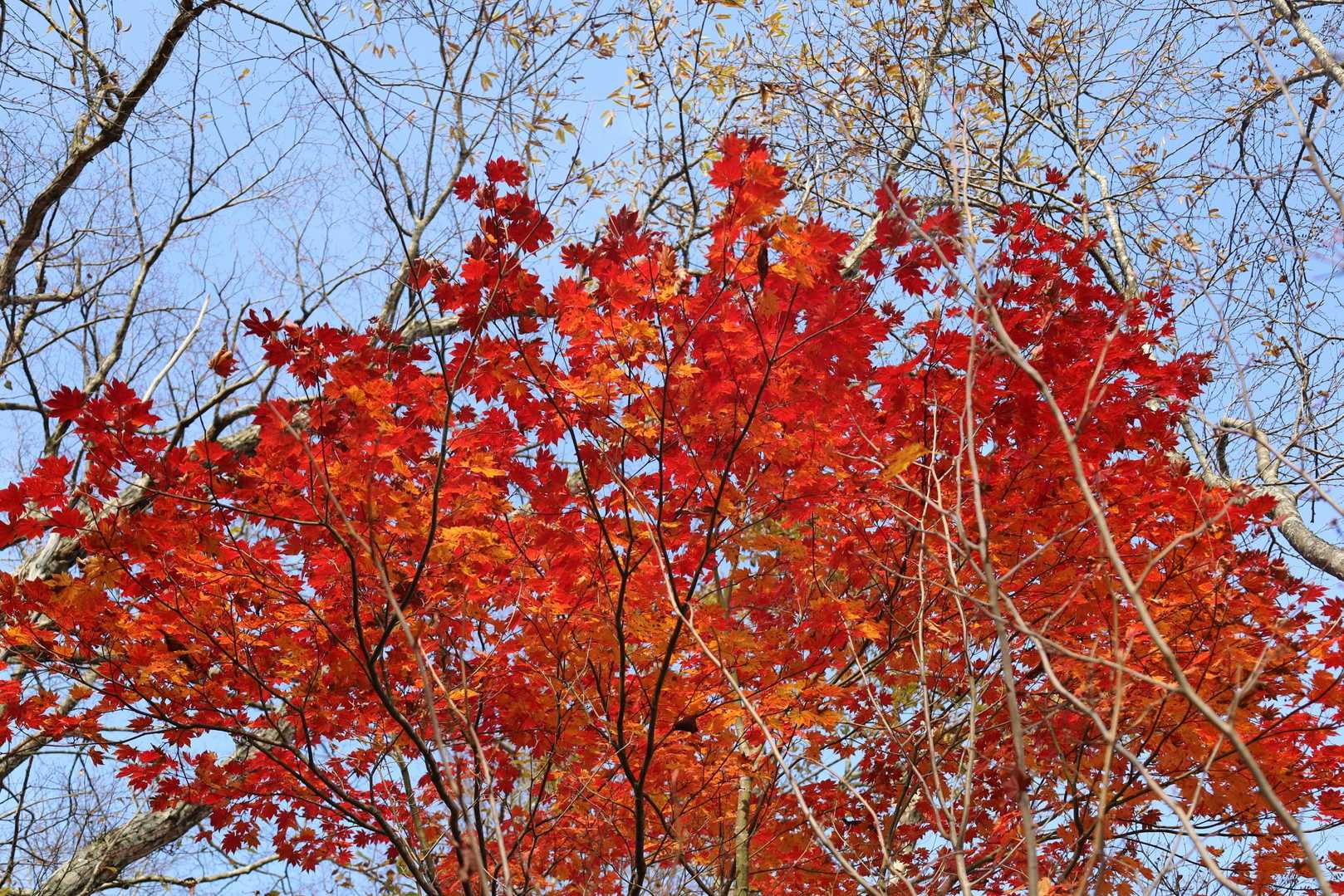 《 鷲鞍岳 》

それでも時折、輝く紅色の葉っぱ達に元気と気力を貰い