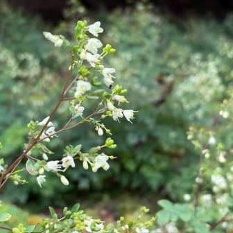 このお花に入り口囲まれてます。マツカゼソウ？