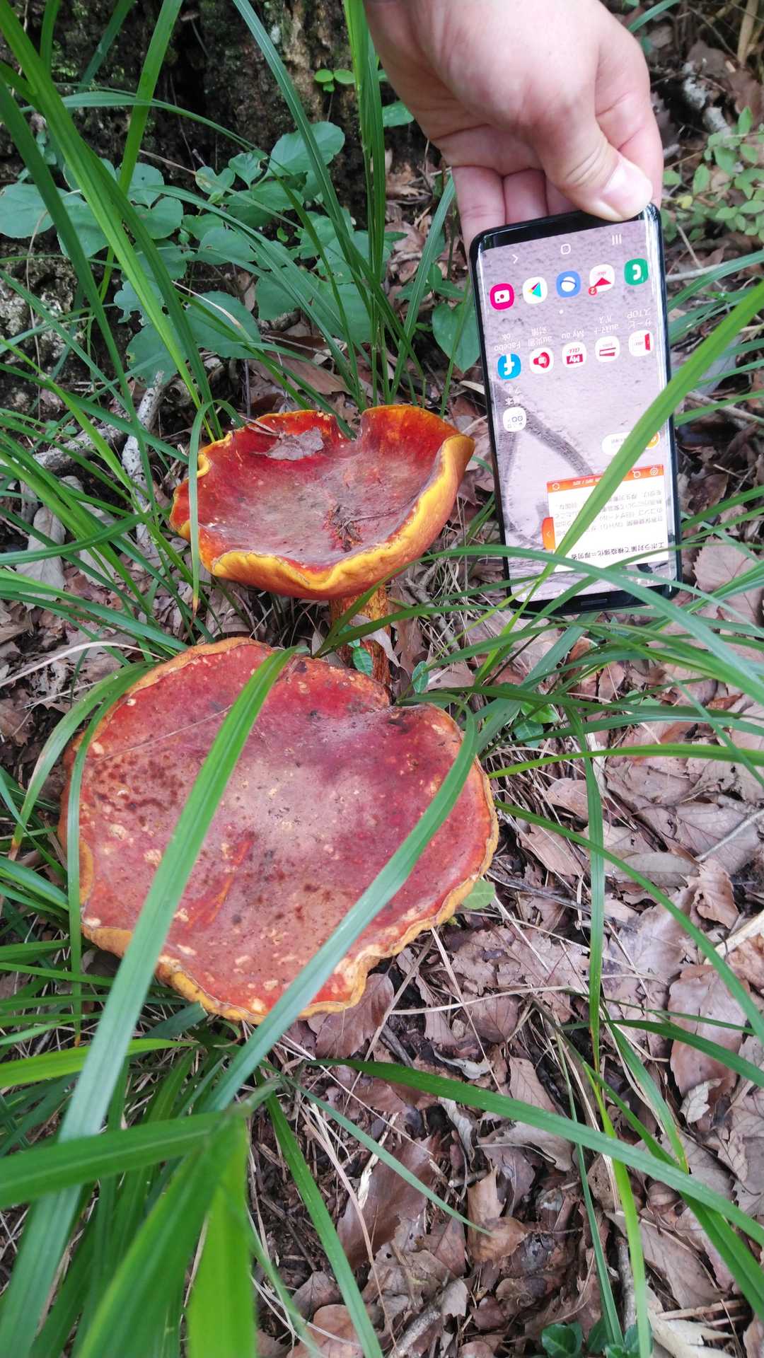 キノコの山、三毳山(みかも山)やまくらぶ⑩-2019-07-18 / kozukaさんの