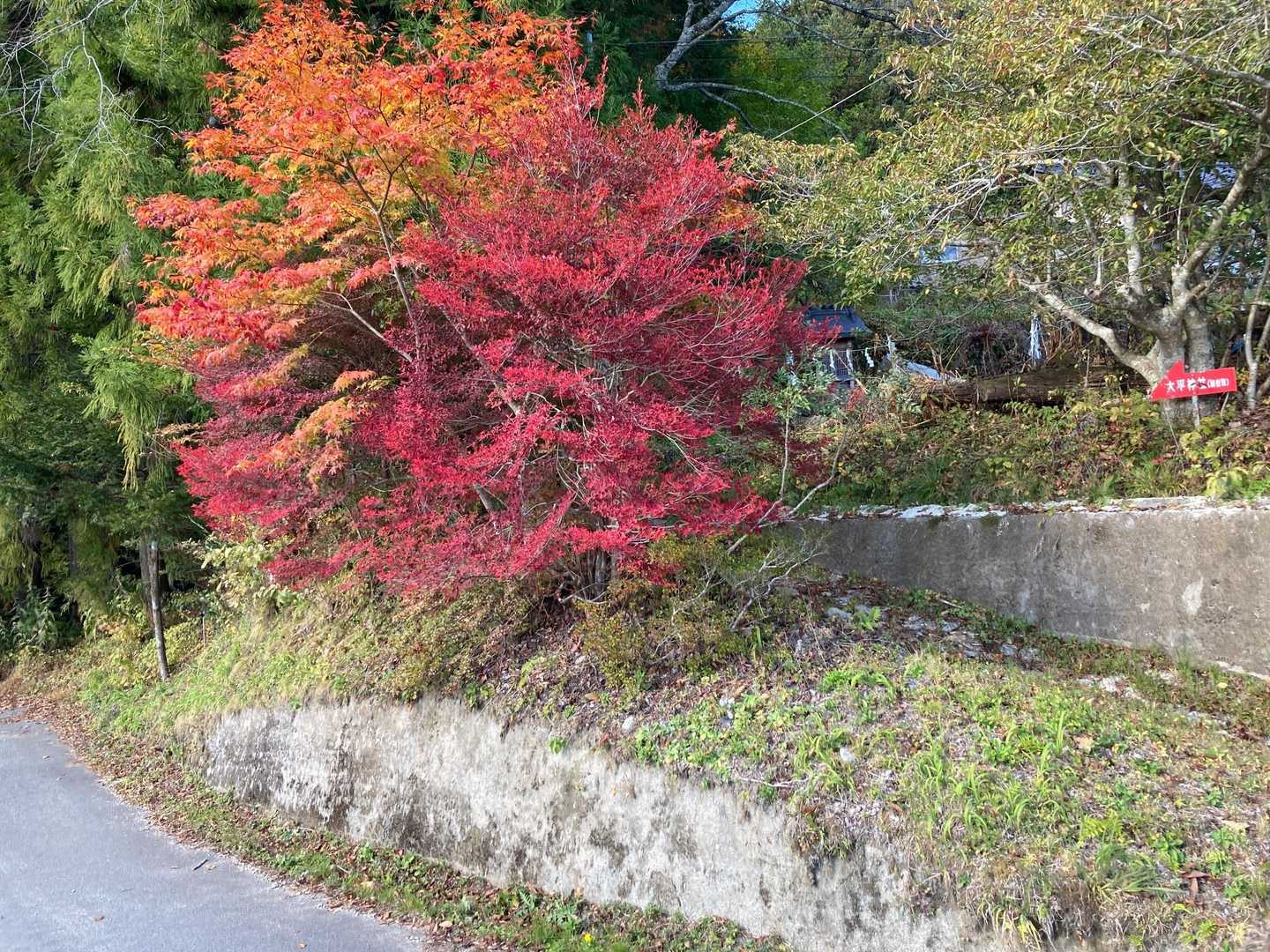 網掛峠-網掛山 縦走コースの写真