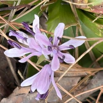 ショウジョウバカマ