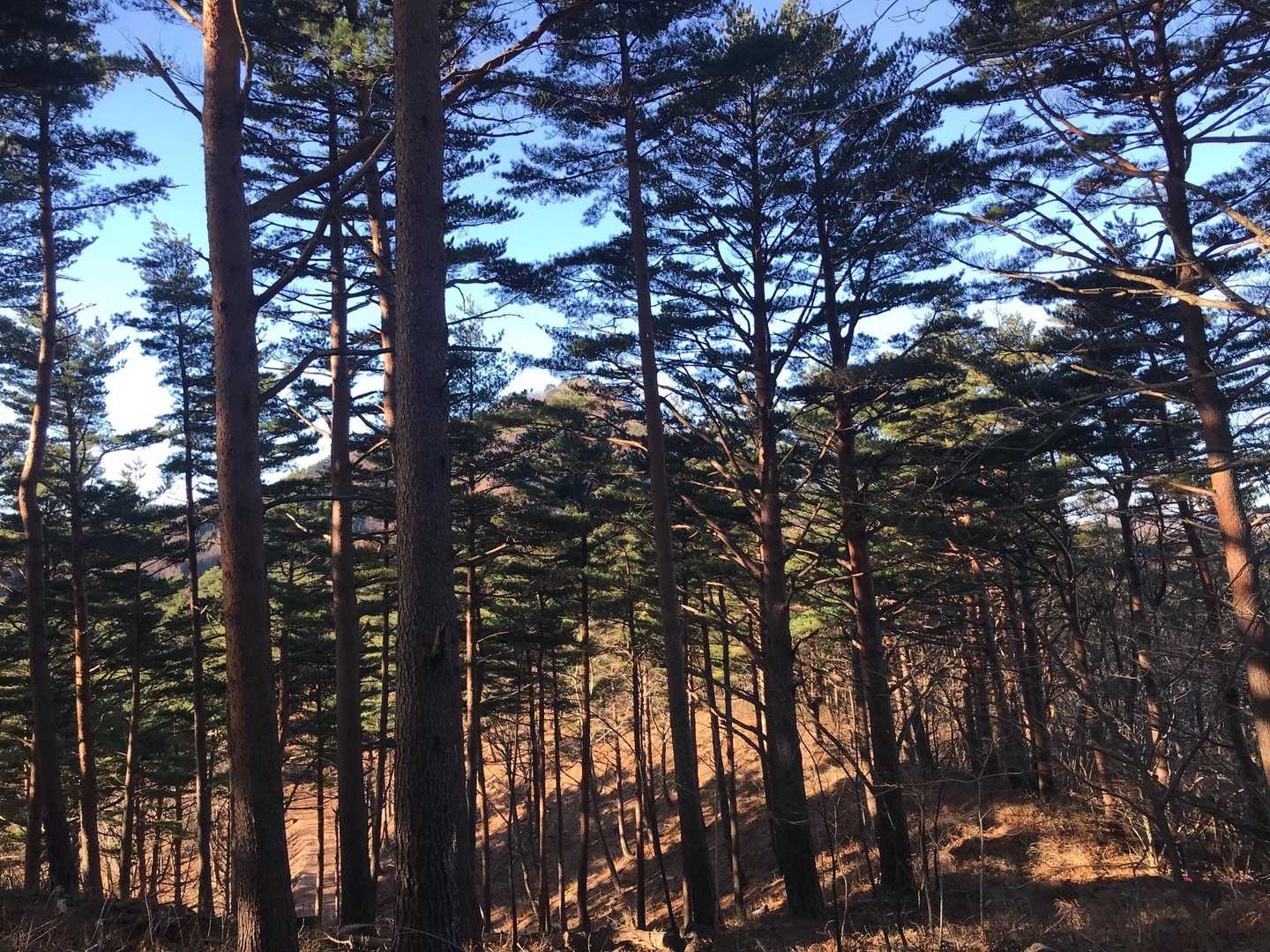 稜線出ました。山頂まで近いけど高いなぁ
