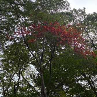 ここだけ秋の気配