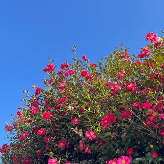 青空と🌺山茶花　綺麗ですね〜✨