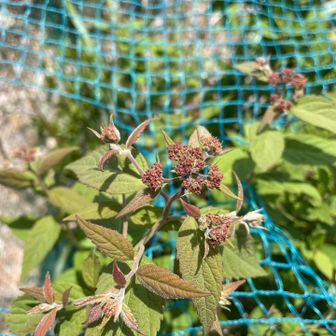 山頂のシモツケソウ
開花は来月でしょうか？