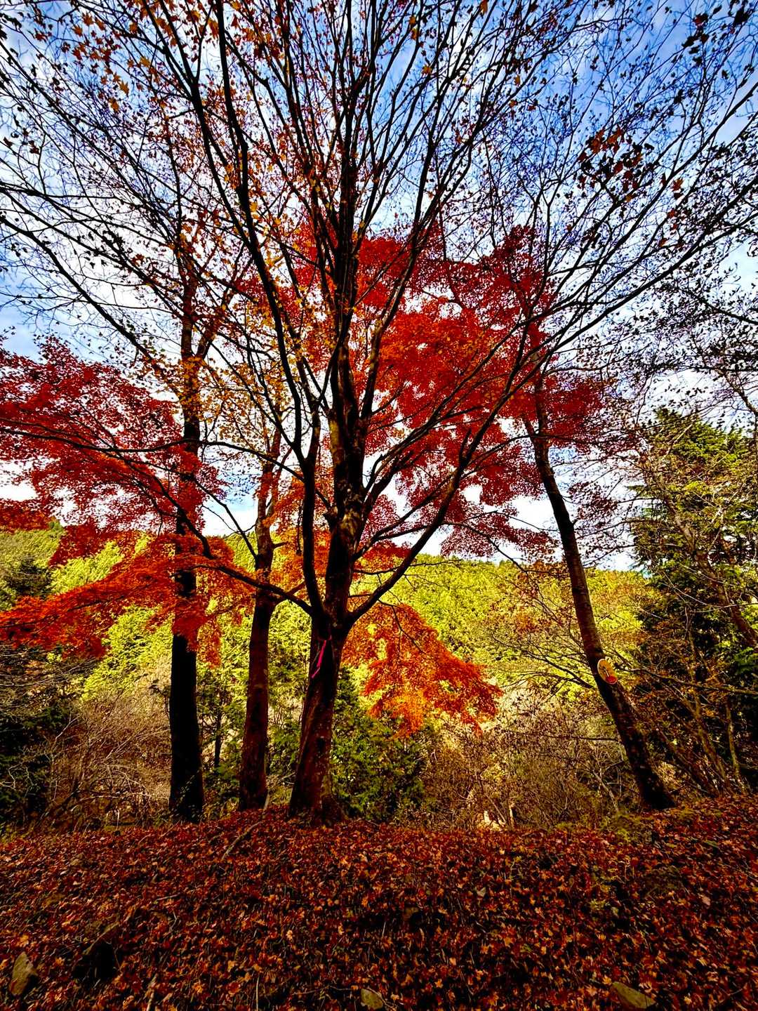 菩提峠-三ノ塔 往復コースの写真