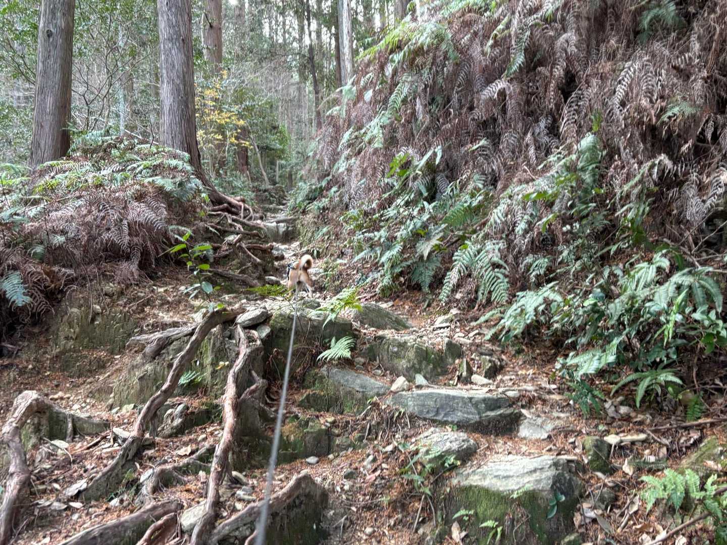 朝熊駅-朝熊峠-朝熊ヶ岳-山頂広場-金剛證寺-朝熊山 縦走コースの写真