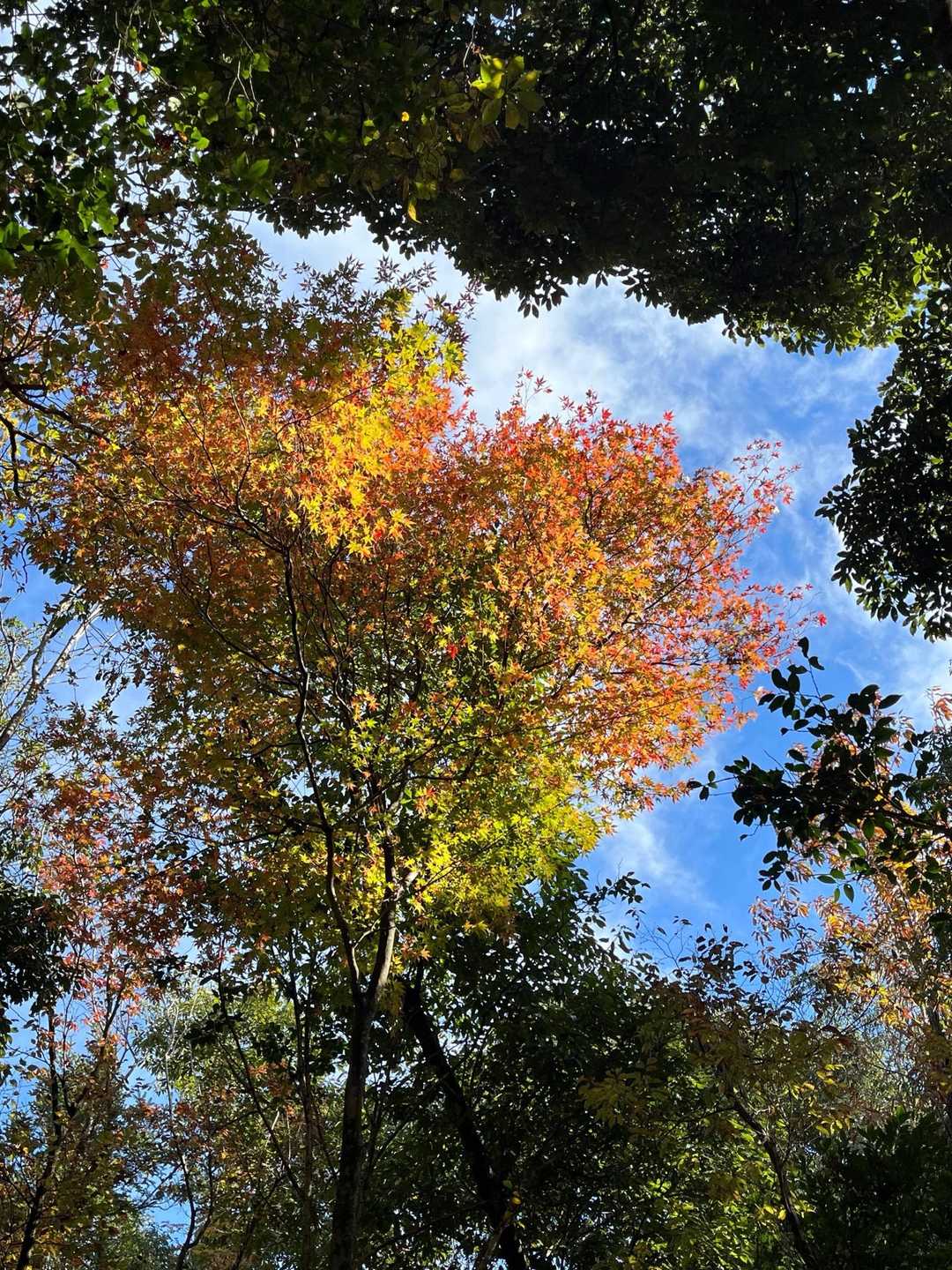 登山道は少しだけ紅葉してました🍁