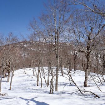 少し降りた所から猿ヶ馬場山。
形に特徴が無い。遠くから見てもこれは
わからないかも。
ここから黙々と下山。