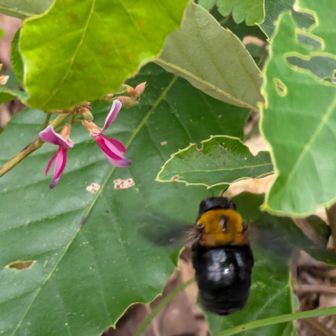 クマバチが蜜を集めてました