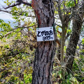 とがのお、到着🙌
でも、YAMAP認定ピークではありません🤣